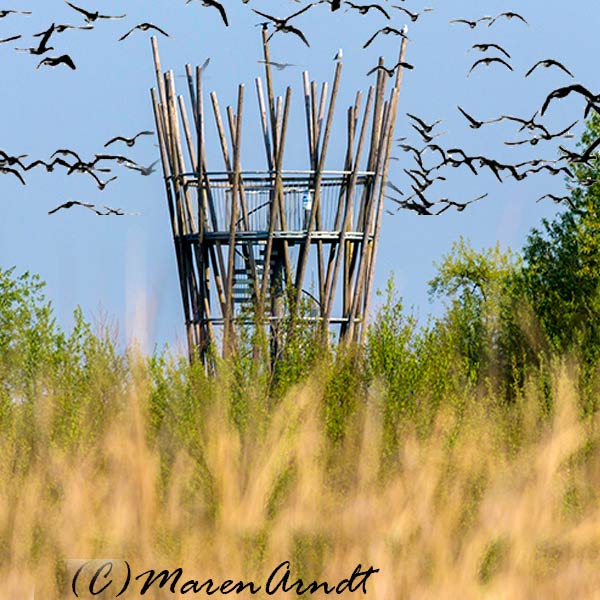 Aussichtsturm Linteler Weiden